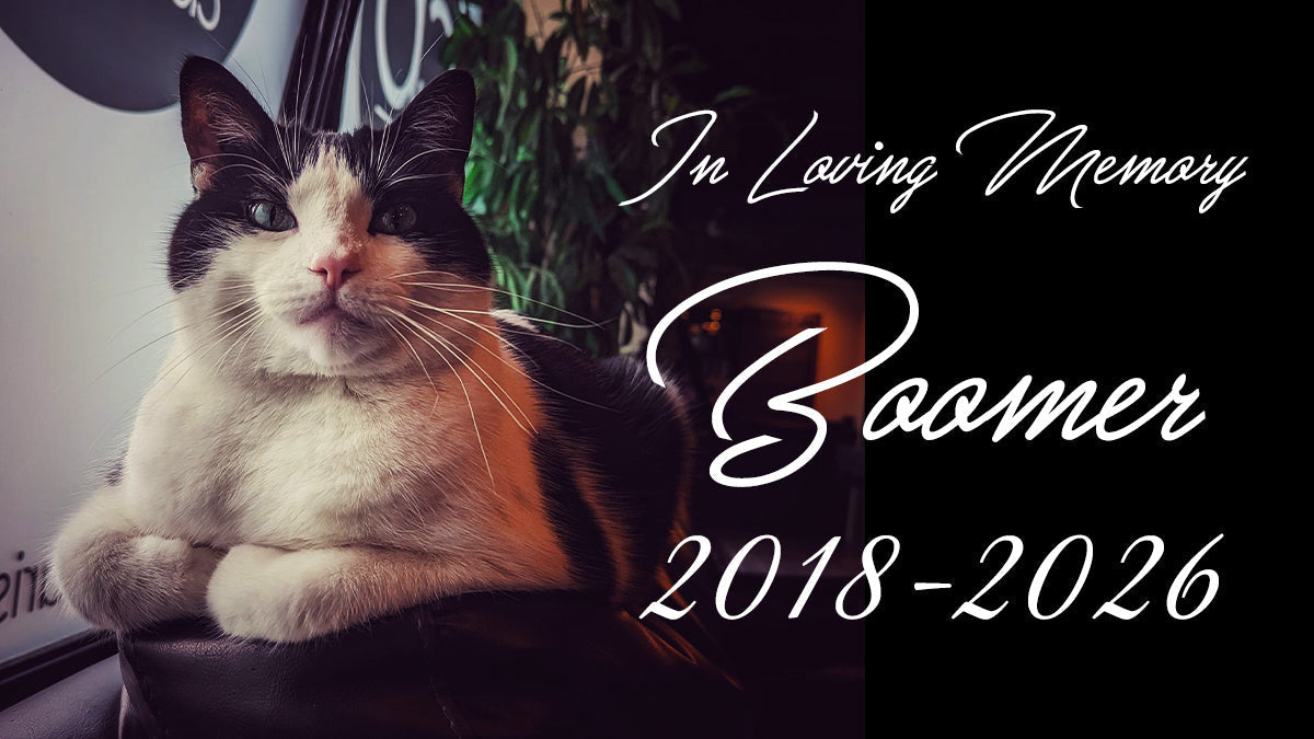 In Loving Memory - Boomer